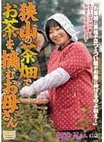 狭山の茶畑でお茶を摘むお母さん 堀池忍