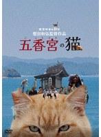 五香宮の猫